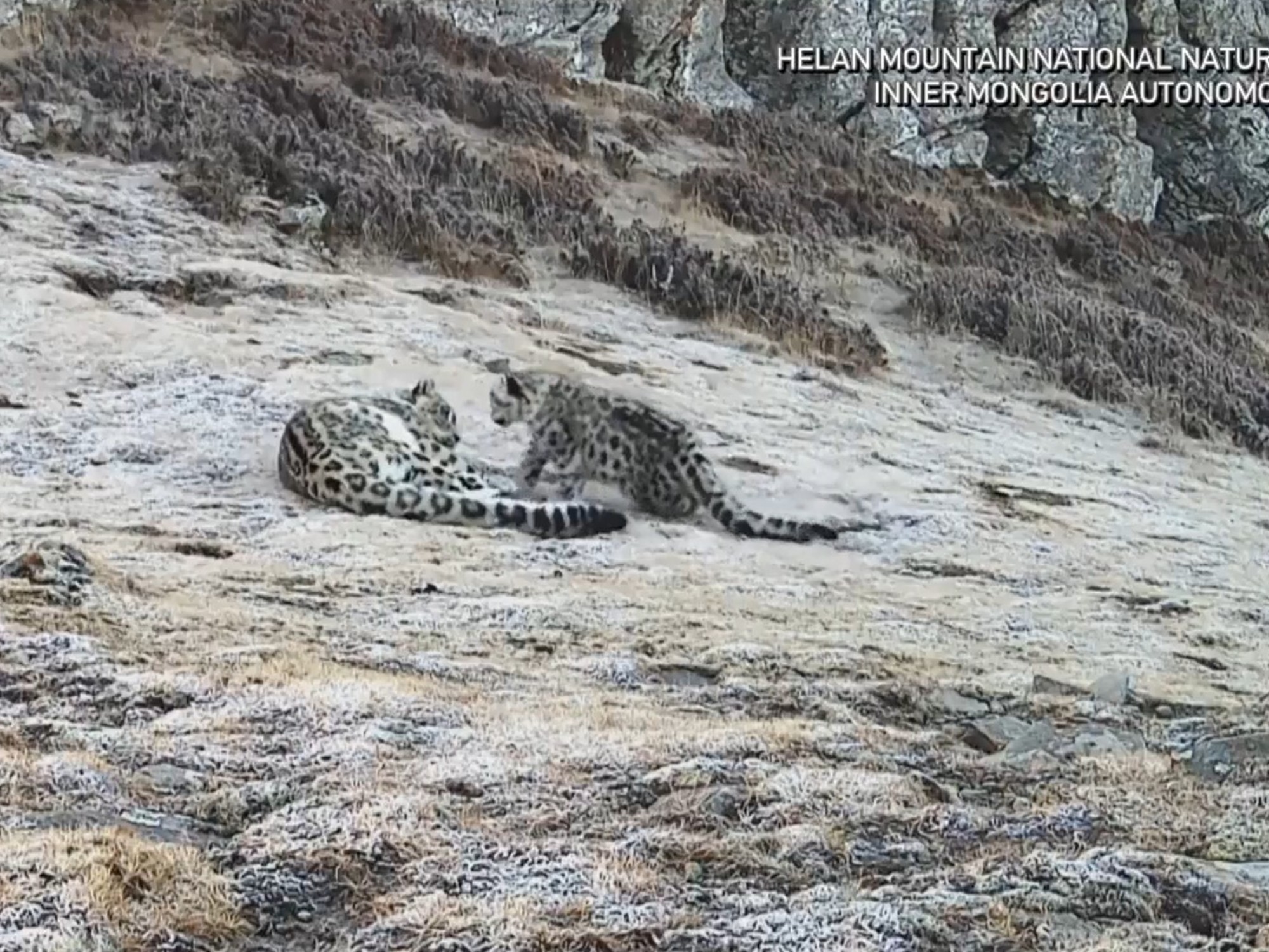 Emocionante momento: el juego entre una leopardo de las nieves y su cría que mar… | Noticias Tech y Ciencia Actualizadas