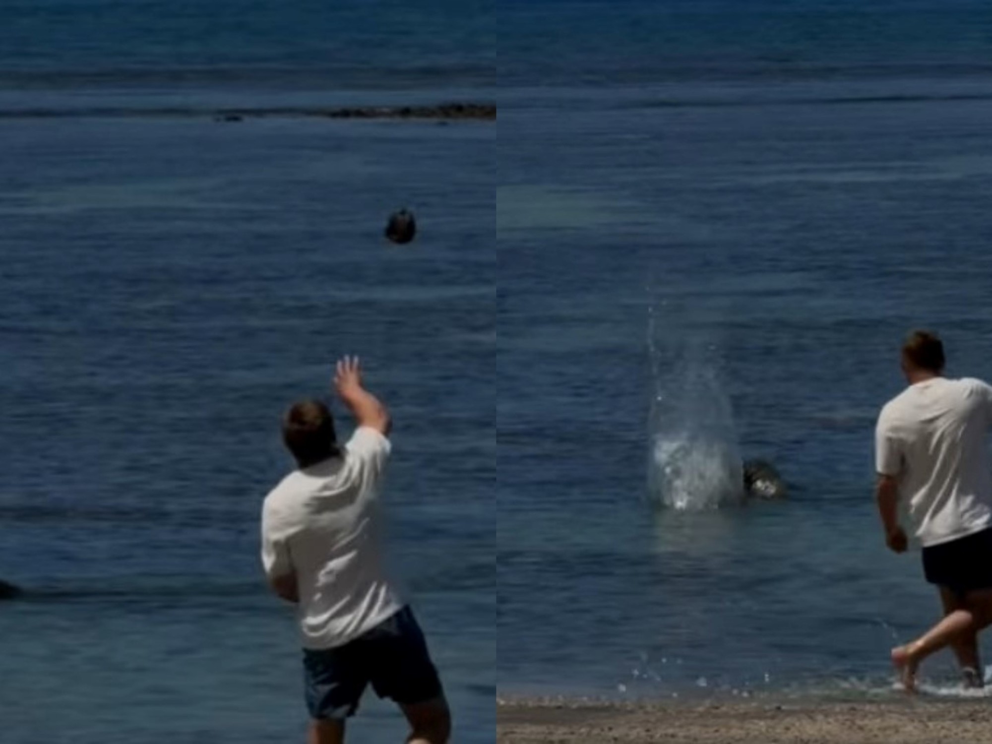 “Quería alejarla de las tortugas”: habló el hombre acusado de atacar a una foca … | Noticias Tech y Ciencia Actualizadas
