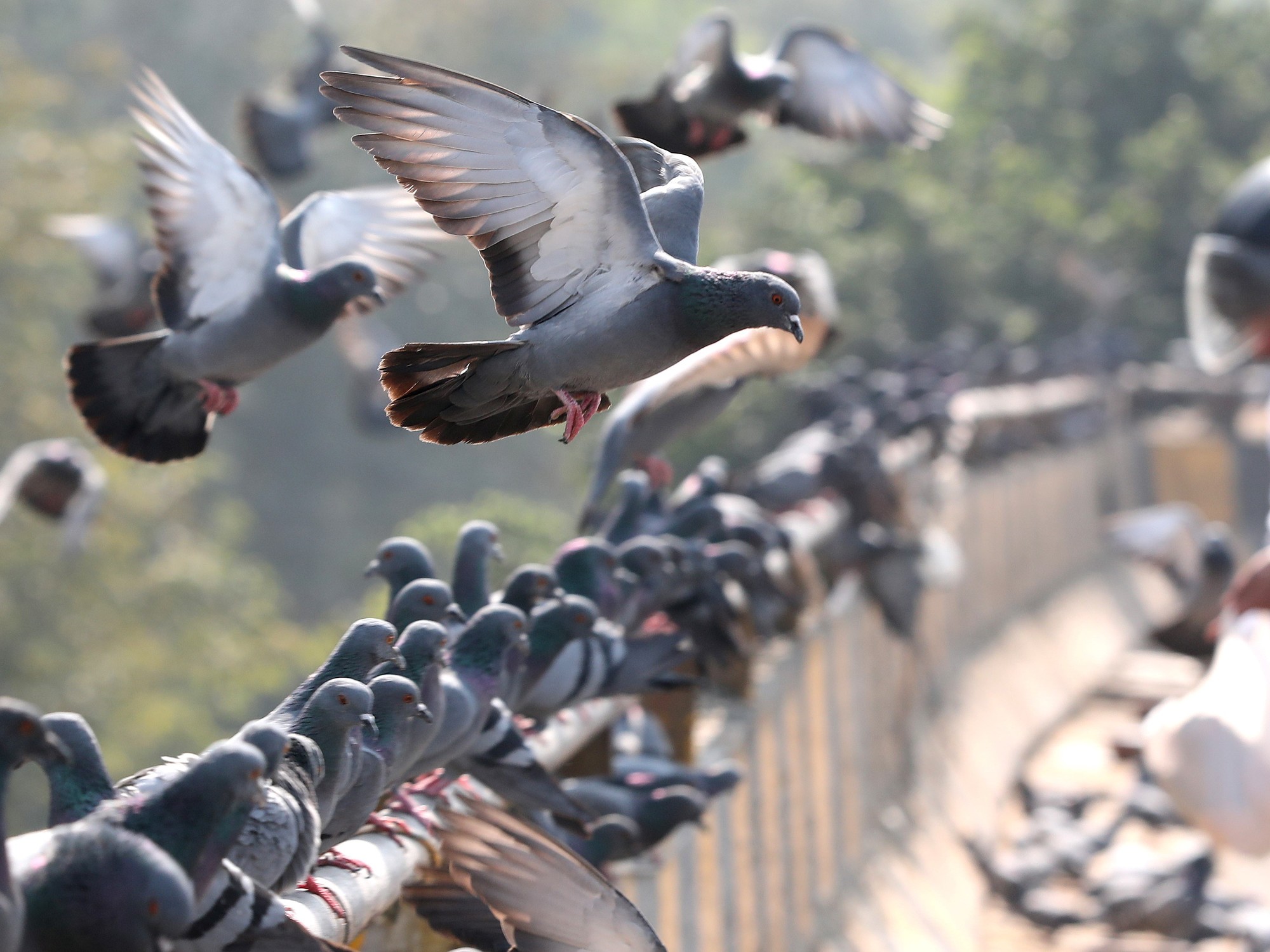 Los científicos no dan crédito: un estudio reveló que las palomas se orientan y … | Noticias Tech y Ciencia Actualizadas