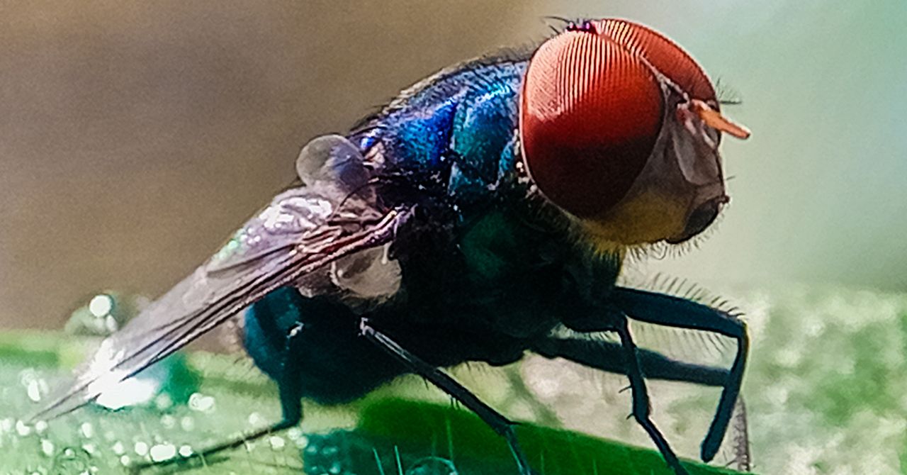 Not to Alarm Anyone, but Flesh-Eating Screwworms Have Entered the US | Noticias Tech y Ciencia Actualizadas